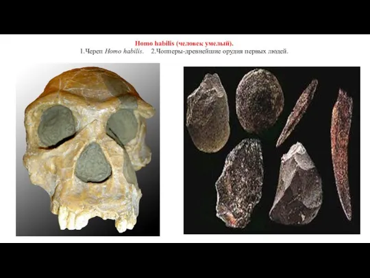 Homo habilis (человек умелый). 1.Череп Homo habilis. 2.Чопперы-древнейшие орудия первых людей.