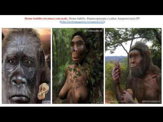 Homo habilis (человек умелый). Homo habilis. Реконструкции с сайта Антропогенез.РУ (http://antropogenez.ru/species/2/)