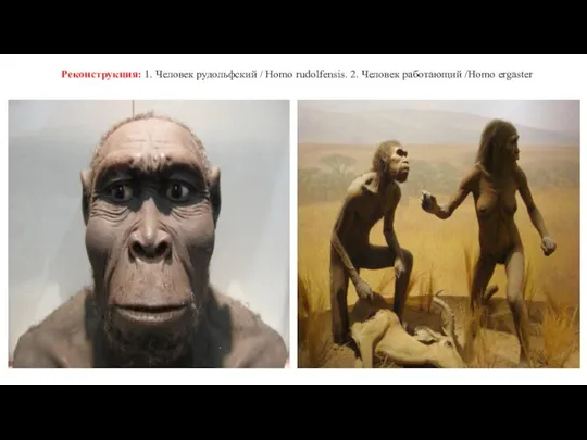 Реконструкция: 1. Человек рудольфский / Homo rudolfensis. 2. Человек работающий /Homo ergaster