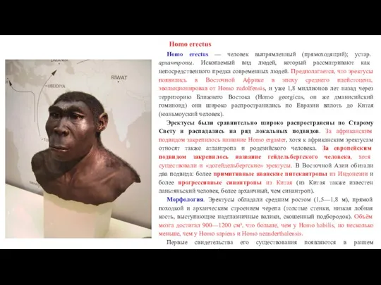 Homo erectus Homo erectus — человек выпрямленный (прямоходящий); устар. архантропы. Ископаемый