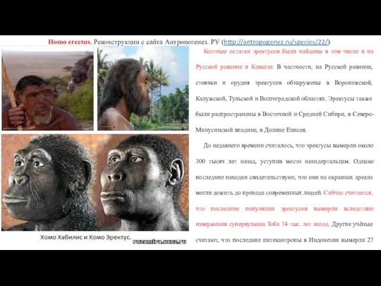 Homo erectus. Реконструкции с сайта Антропогенез. РУ (http://antropogenez.ru/species/22/) Костные остатки эректусов