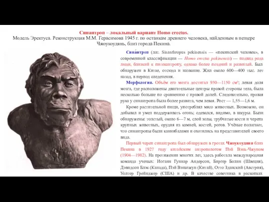 Синантроп – локальный вариант Homo erectus. Модель Эректуса. Реконструкция М.М. Герасимова