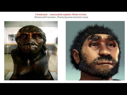Синантроп – локальный вариант Homo erectus. «Пекинский человек». Реконструкция внешнего вида
