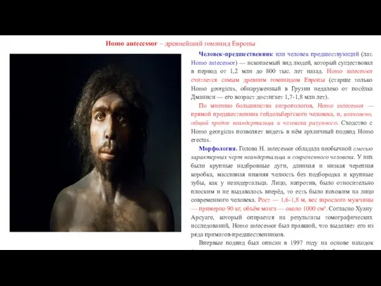 Homo antecessor – древнейший гоминид Европы Человек-предшественник или человек предшествующий (лат.