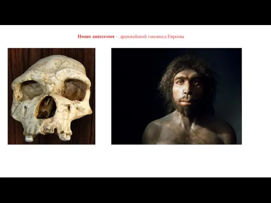 Homo antecessor – древнейший гоминид Европы