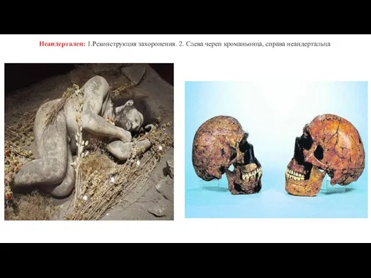 Неандерталец: 1.Реконструкция захоронения. 2. Слева череп кроманьонца, справа неандертальца