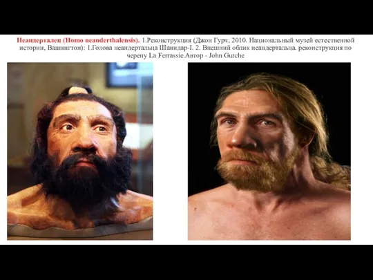Неандерталец (Homo neanderthalensis). 1.Реконструкция (Джон Гурч, 2010. Национальный музей естественной истории,