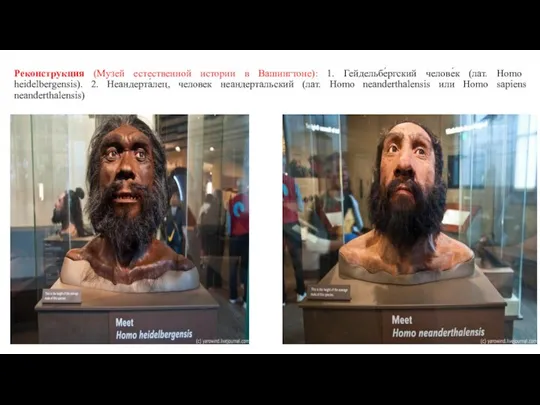 Реконструкция (Музей естественной истории в Вашингтоне): 1. Гейдельбе́ргский челове́к (лат. Homo