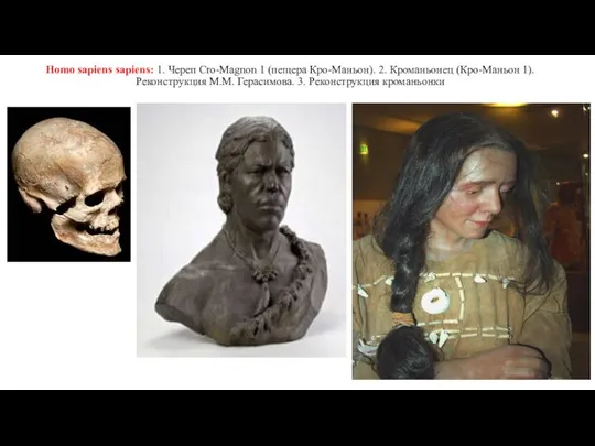 Homo sapiens sapiens: 1. Череп Cro-Magnon 1 (пещера Кро-Маньон). 2. Кроманьонец