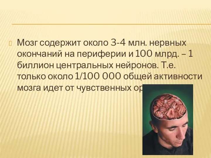 Мозг содержит около 3-4 млн. нервных окончаний на периферии и 100