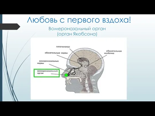 Вомероназальный орган (орган Якобсона) Любовь с первого вздоха!