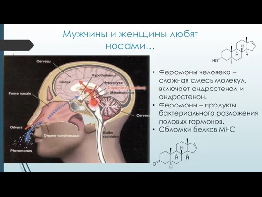 Мужчины и женщины любят носами… Феромоны человека – сложная смесь молекул,