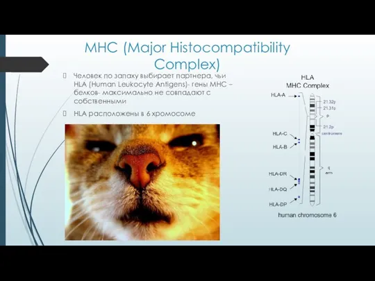 MHC (Major Histocompatibility Complex) Человек по запаху выбирает партнера, чьи HLA