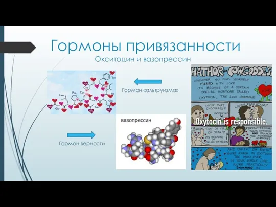 Гормоны привязанности Окситоцин и вазопрессин Гормон «альтруизма» Гормон верности