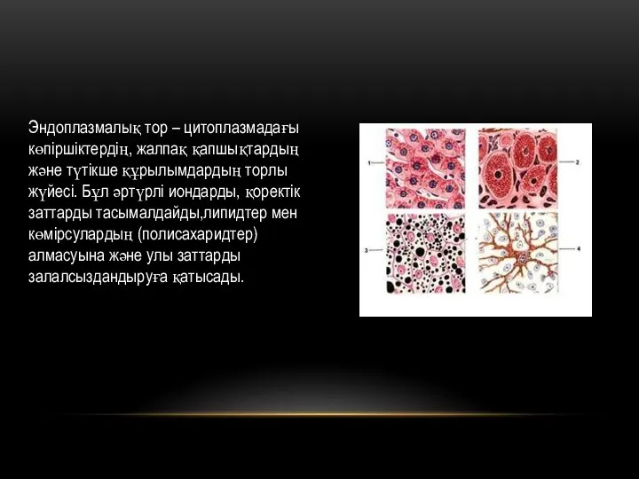 Эндоплазмалық тор – цитоплазмадағы көпіршіктердің, жалпақ қапшықтардың және түтікше құрылымдардың торлы