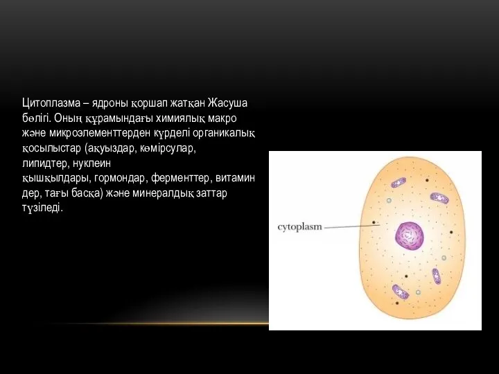 Цитоплазма – ядроны қоршап жатқан Жасуша бөлігі. Оның құрамындағы химиялық макро