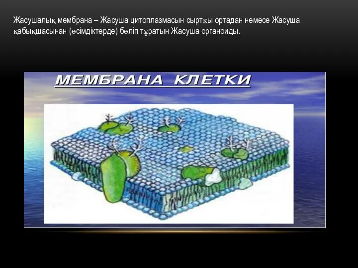 Жасушалық мембрана – Жасуша цитоплазмасын сыртқы ортадан немесе Жасуша қабықшасынан (өсімдіктерде) бөліп тұратын Жасуша органоиды.