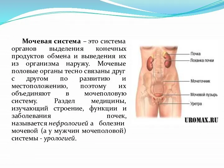 Мочевая система – это система органов выделения конечных продуктов обмена и