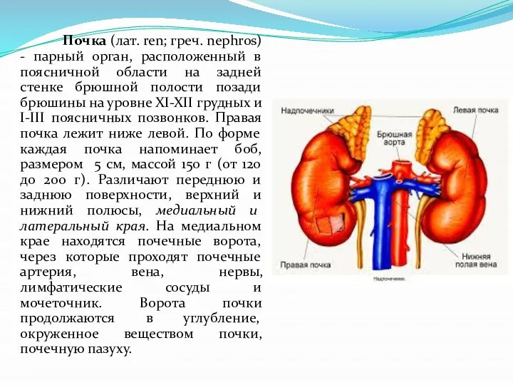 Почка (лат. ren; греч. nephros) - парный орган, расположенный в поясничной