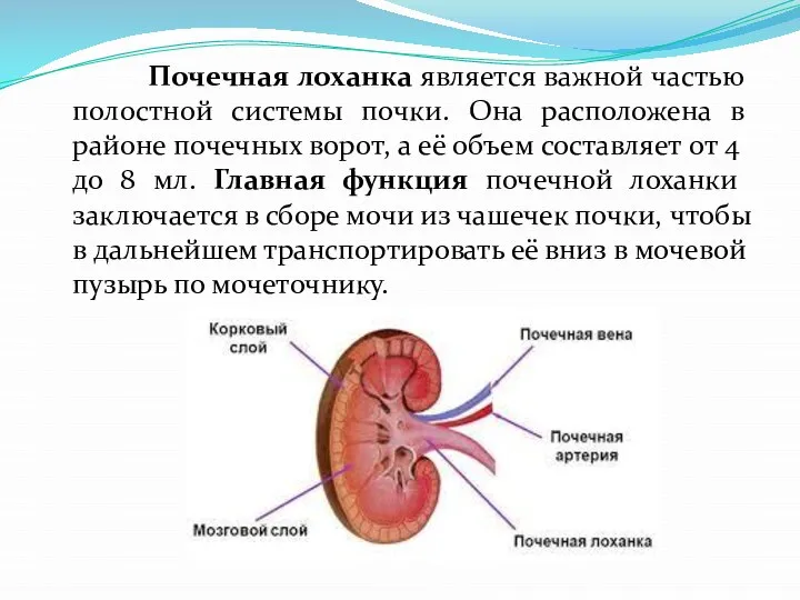 Почечная лоханка является важной частью полостной системы почки. Она расположена в