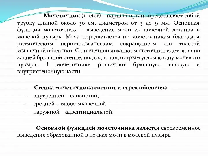 Мочеточник (ureter) - парный орган, представляет собой трубку длиной около 30