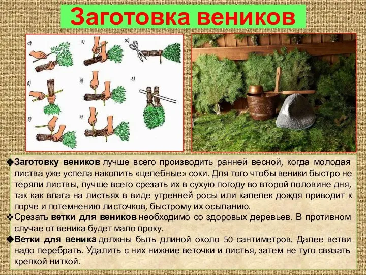 Заготовку веников лучше всего производить ранней весной, когда молодая листва уже