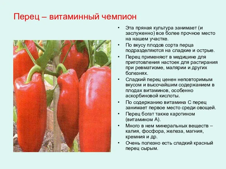 Перец – витаминный чемпион Эта пряная культура занимает (и заслуженно) все