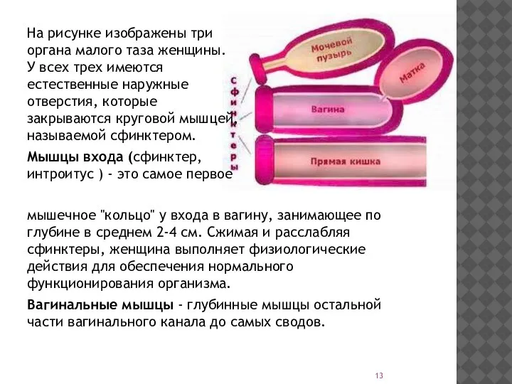 мышечное "кольцо" у входа в вагину, занимающее по глубине в среднем