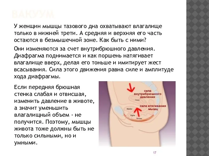 ВАКУУМ У женщин мышцы тазового дна охватывают влагалище только в нижней