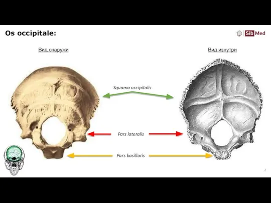 Os occipitale: Pars basillaris Pars lateralis Squama occipitalis Вид изнутри Вид снаружи