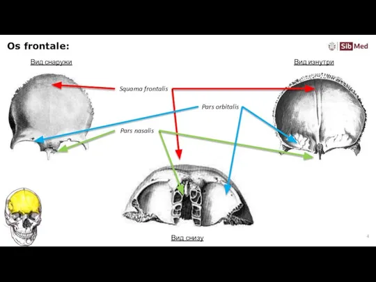 Os frontale: Вид снаружи Вид изнутри Вид снизу Squama frontalis Pars nasalis Pars orbitalis