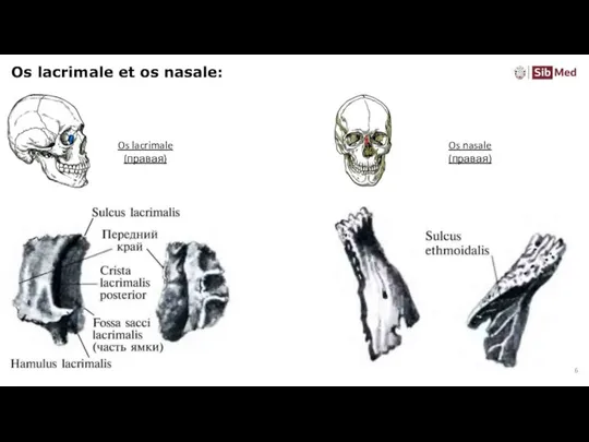 Os lacrimale et os nasale: Os lacrimale (правая) Os nasale (правая)