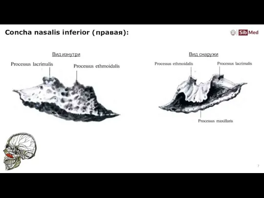 Concha nasalis inferior (правая): Вид снаружи Вид изнутри
