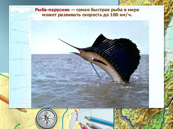 Рыба-парусник — самая быстрая рыба в мире может развивать скорость до 100 км/ч.