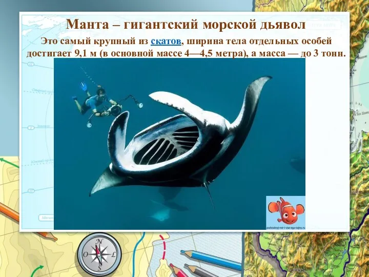 Манта – гигантский морской дьявол Это самый крупный из скатов, ширина