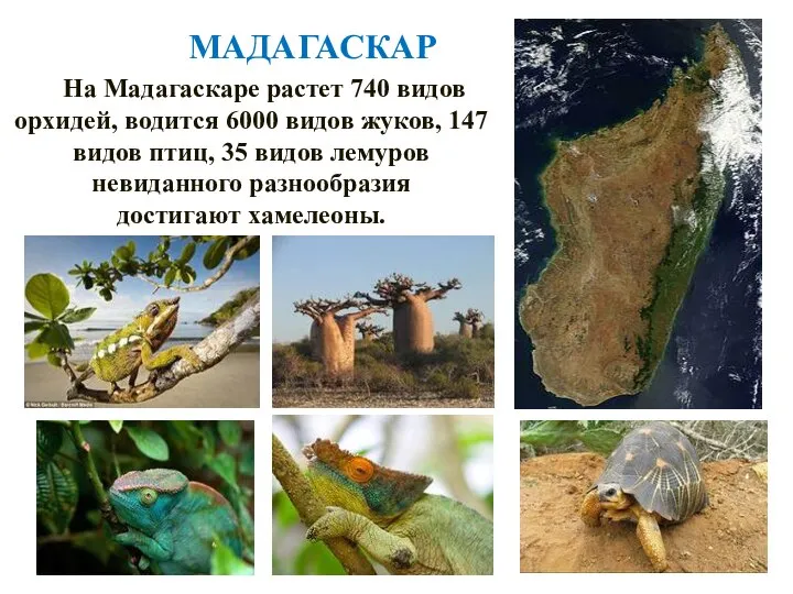 На Мадагаскаре растет 740 видов орхидей, водится 6000 видов жуков, 147