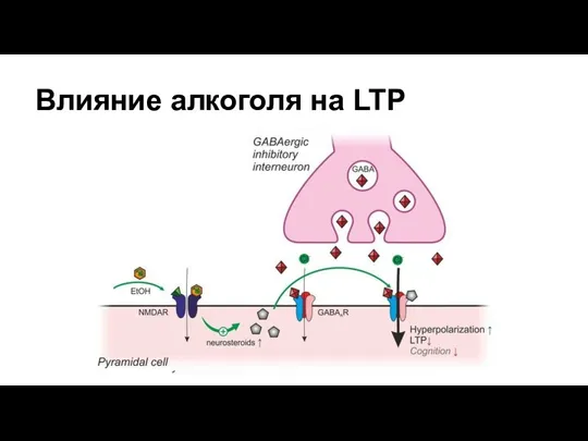 Влияние алкоголя на LTP