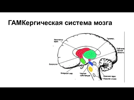 ГАМКергическая система мозга