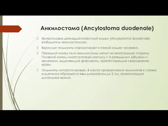 Анкилостома (Ancylostoma duodenale) Кривоголовка двенадцатиперстной кишки (Ancylostoma duodenale) возбудитель анкилостомоза. Взрослые