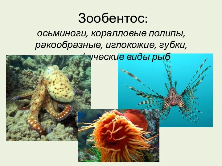 Зообентос: осьминоги, коралловые полипы, ракообразные, иглокожие, губки, специфические виды рыб
