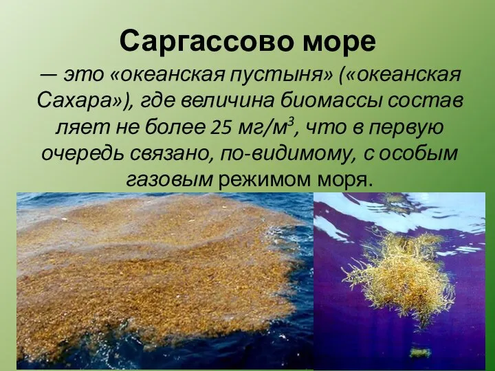 Саргассово море — это «океанская пустыня» («океанская Сахара»), где величина биомассы
