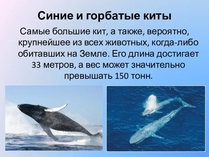 Синие и горбатые киты Самые большие кит, а также, вероятно, крупнейшее