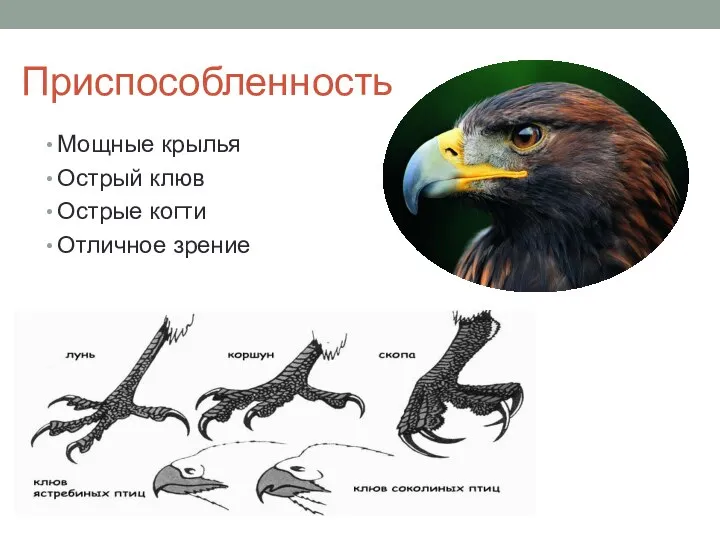 Приспособленность Мощные крылья Острый клюв Острые когти Отличное зрение