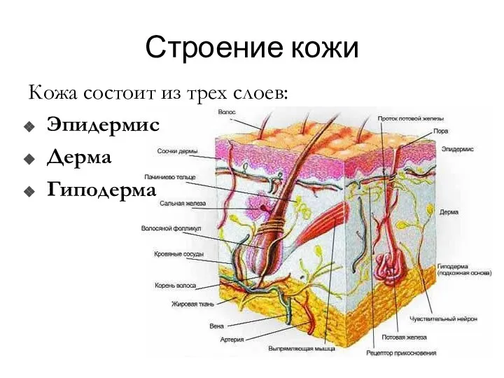 Строение кожи Кожа состоит из трех слоев: Эпидермис Дерма Гиподерма