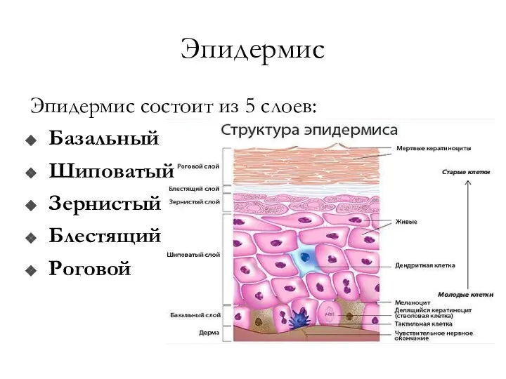Эпидермис Эпидермис состоит из 5 слоев: Базальный Шиповатый Зернистый Блестящий Роговой