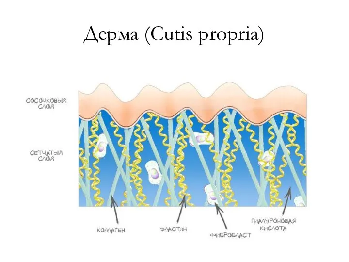 Дерма (Cutis propria)