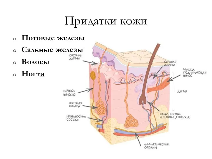 Придатки кожи Потовые железы Сальные железы Волосы Ногти