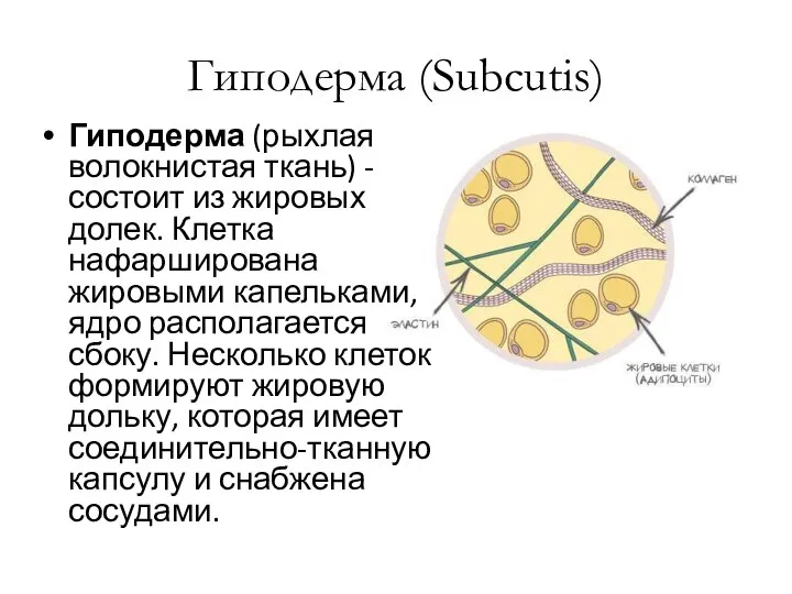 Гиподерма (Subcutis) Гиподерма (рыхлая волокнистая ткань) - состоит из жировых долек.