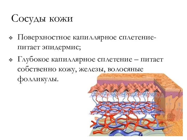 Сосуды кожи Поверхностное капиллярное сплетение- питает эпидермис; Глубокое капиллярное сплетение –