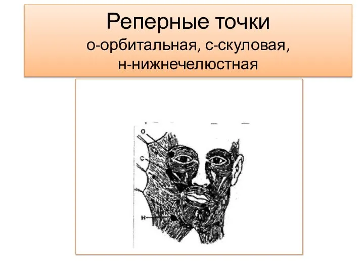 Реперные точки о-орбитальная, с-скуловая, н-нижнечелюстная